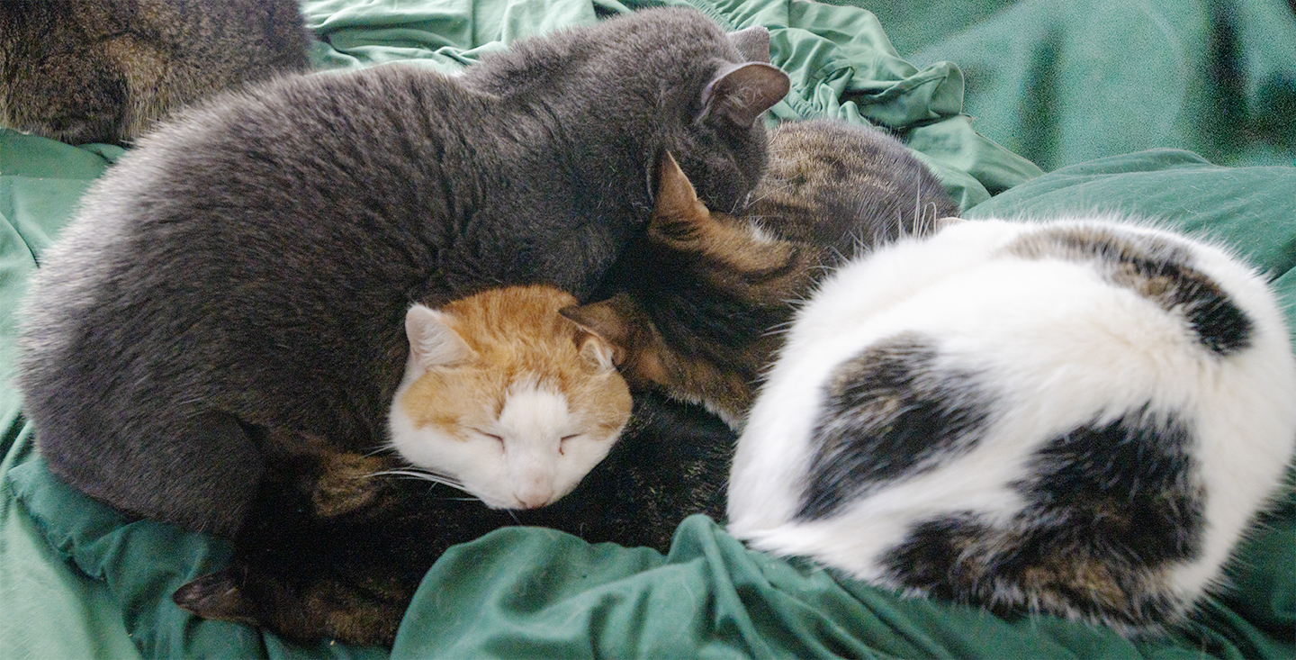 Mirror Kazoo Mister Catalina Boo Benny  Top Cat Sanxctuary cat photo
